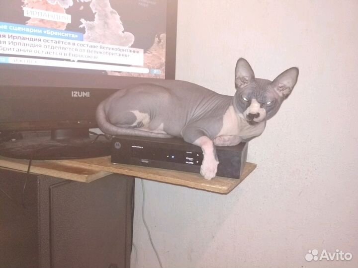 Вязка с Канадским сфинксом