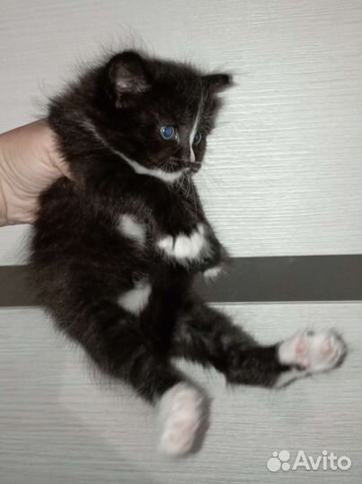 Котенок девочка пушистая