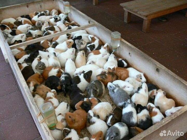 Морские свинки