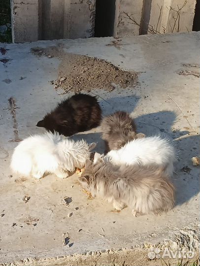 Брошенные котики -ищут любящих хозяев и тёплый дом