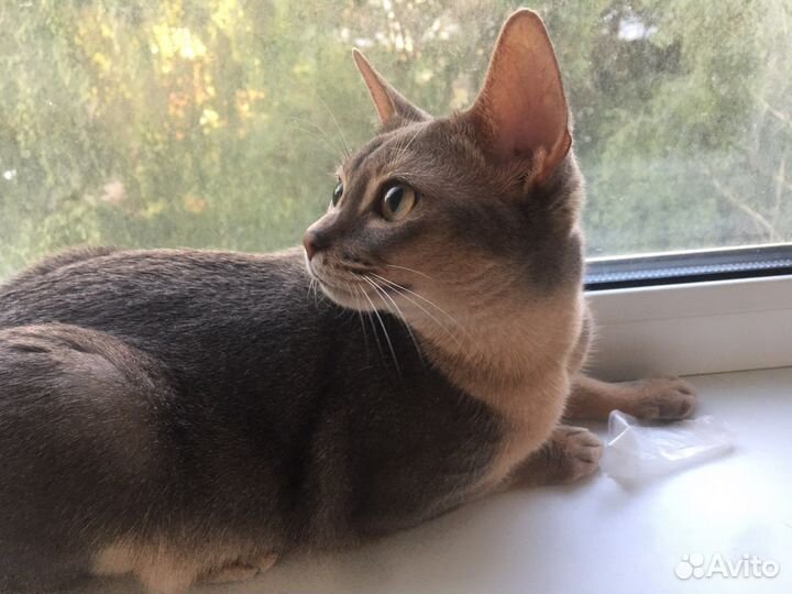 Абиссинская молодая кошка. 1,5 г