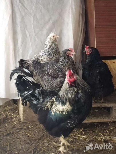 Продам петухов