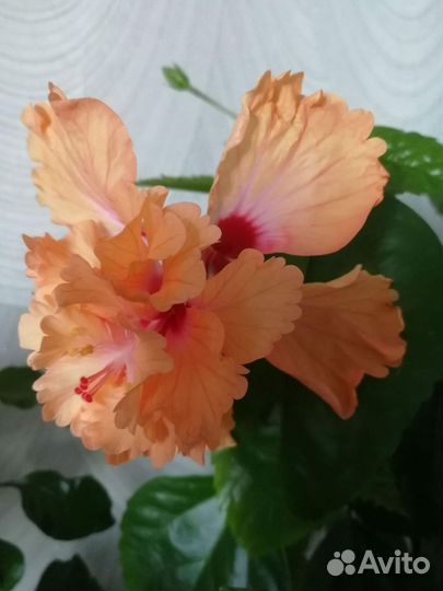 Гибискус китайская роза