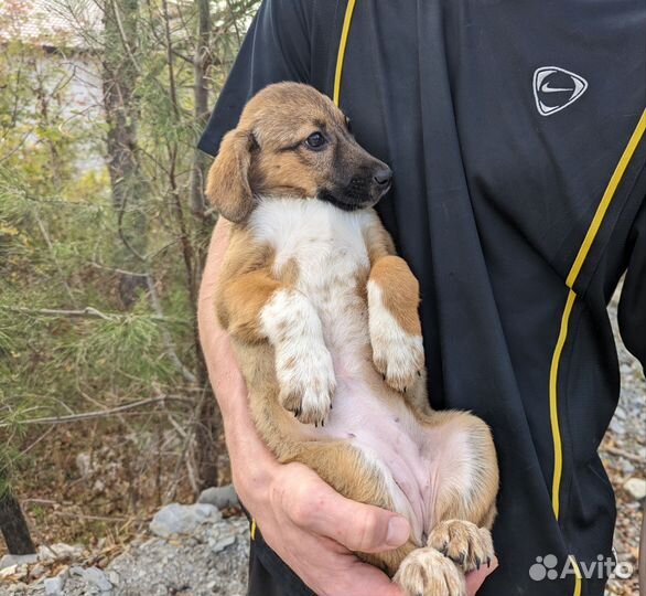 Щенок в добрые руки