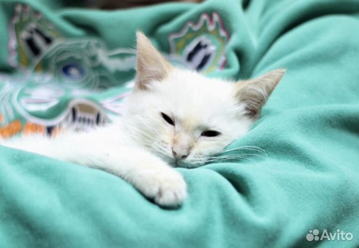 Котёнок мальчик в добрые руки