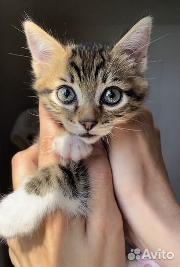 Бенгальский котенок