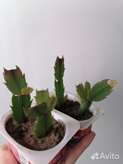 Фикус, хойя, клеродендрум, шлюмбергера