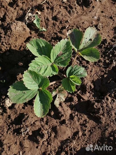 Рассада виктории