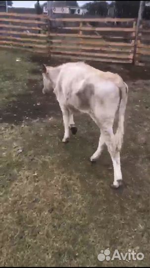 Телки 2023год