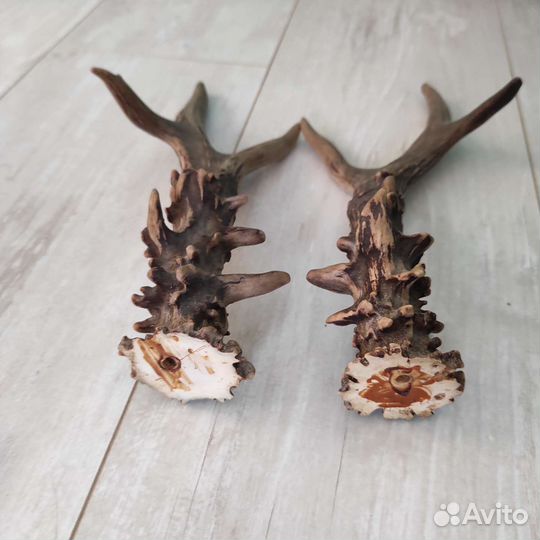 Рога косули (пара)
