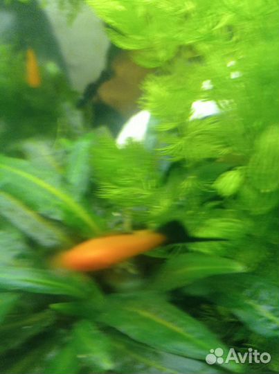 Аквариумные рыбки