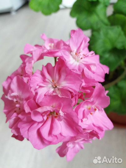 Пеларгония герань