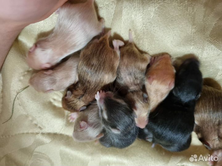 Сирийские хомячата