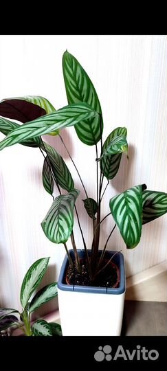 Ктенанта оппенгейма