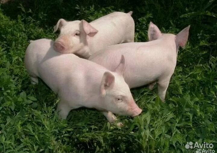 Поросята на разведение