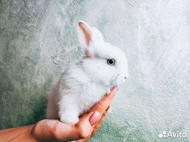 Декоративные кролики