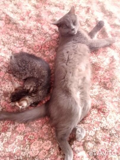 Котик