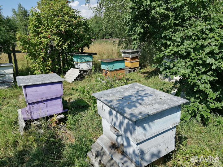 Мёд урожай 2023г