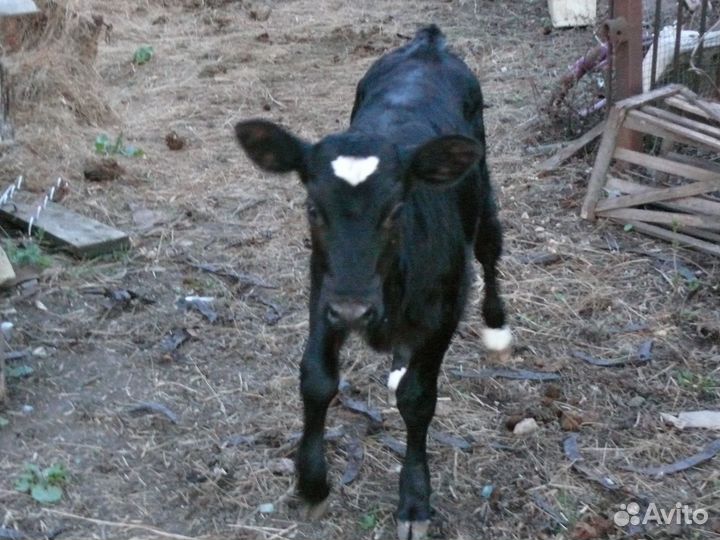 Телочка 1,5 мес