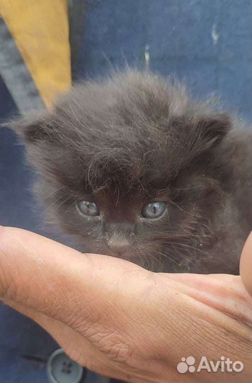 Котенок в добрые руки
