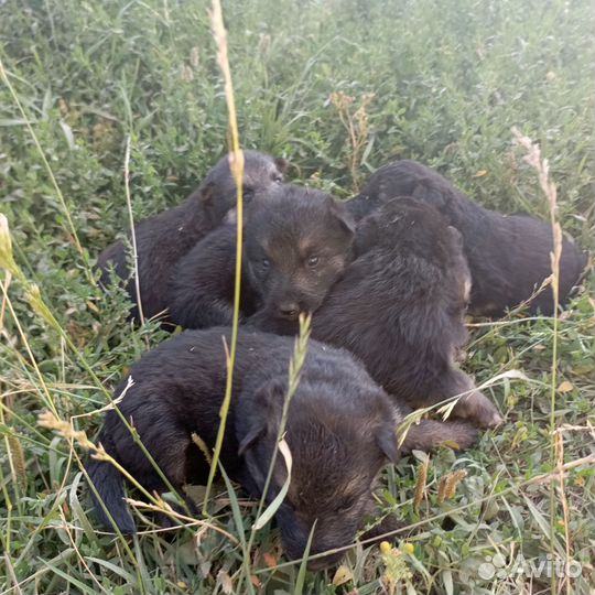 Щенки восточной овчарки