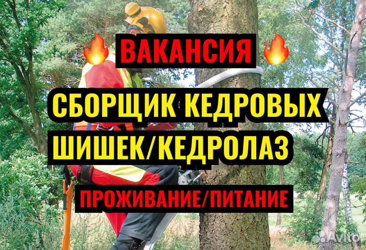 Сборщик кедровой шишки