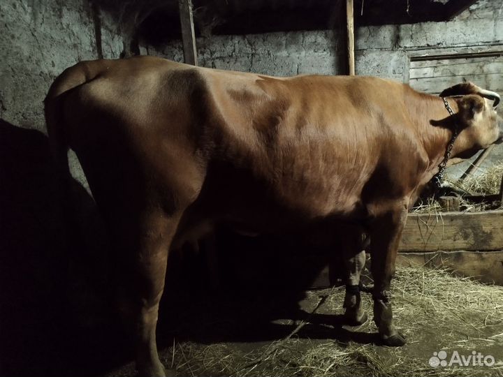 Корова дойная