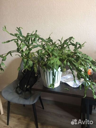 Декабрист целый цветок шлюмбергера