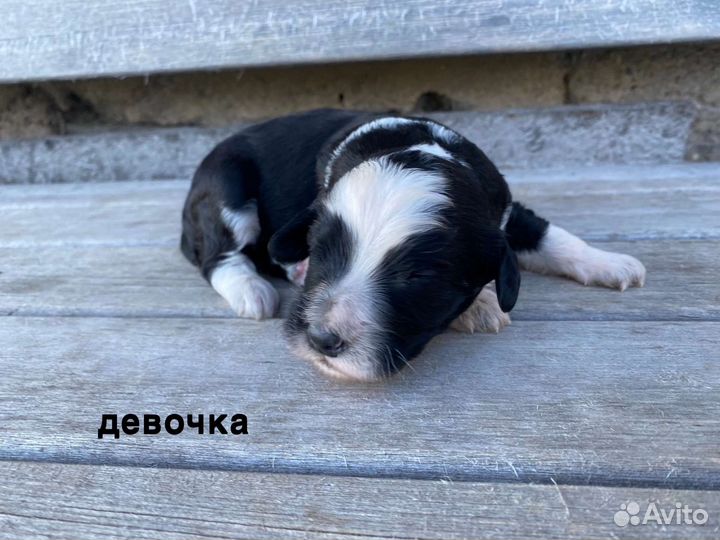 Собаки щенки русский охотничий спаниель метис