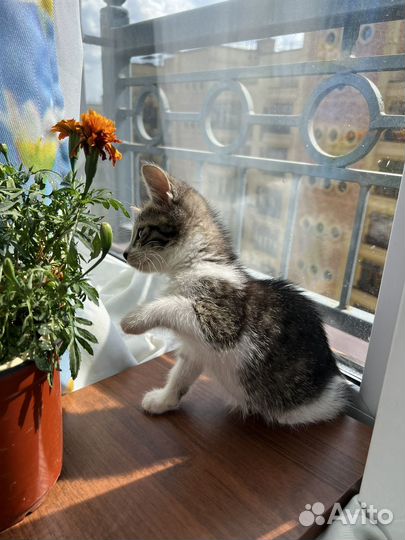 Котенок в добрые руки