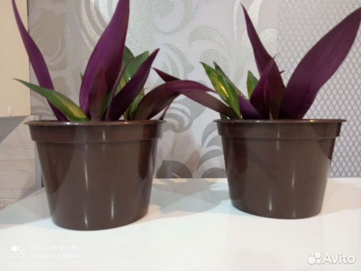 Традесканция рео