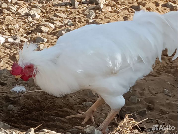 Петушки. Цыплята