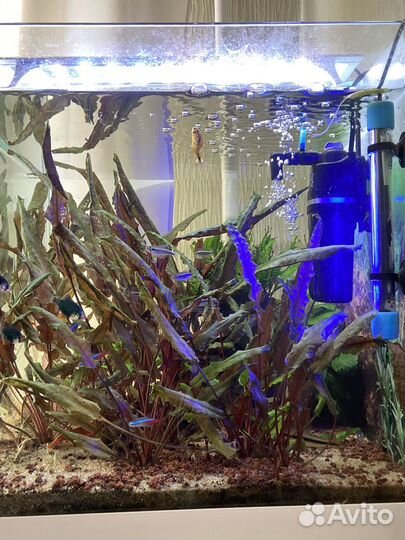 Аквариум с рыбками