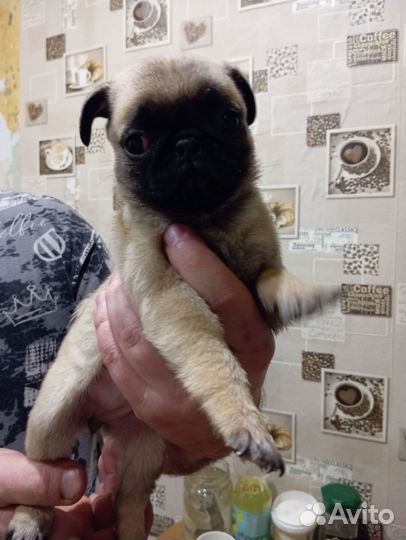 Мопсы девочки