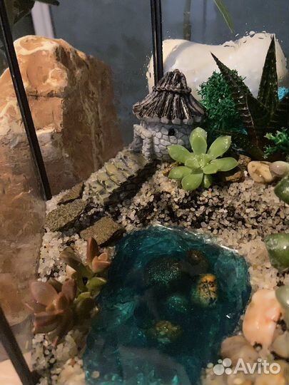 Флорариум суккуленты