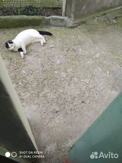 Отдам бесплатно в добрые руки котенка
