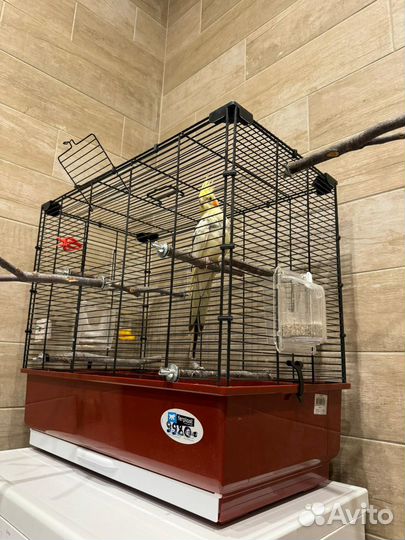 Клетка для попугая корелла