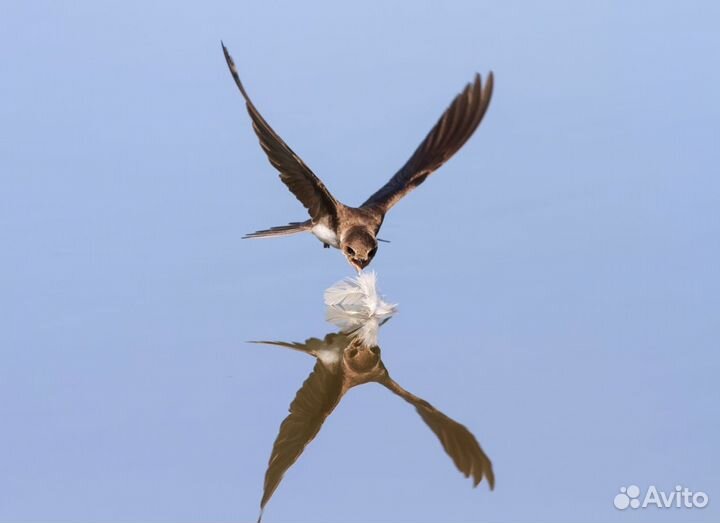 Индюки утки живые