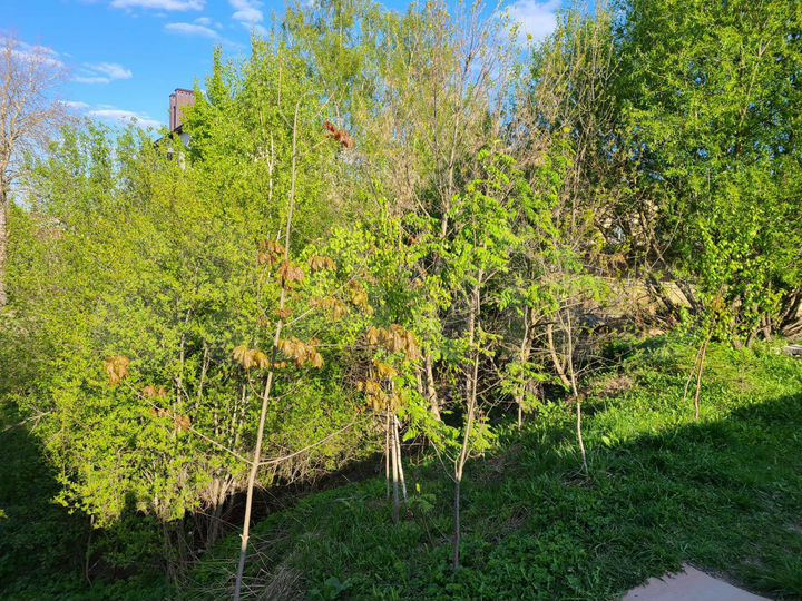 Участок 8 сот. (ИЖС)