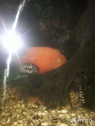 Рыба Попугай и чернополосая цихлазома