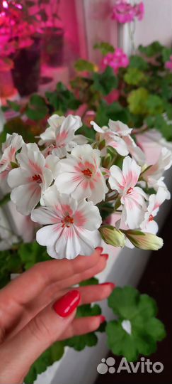 Пеларгонии коллекционные сорта