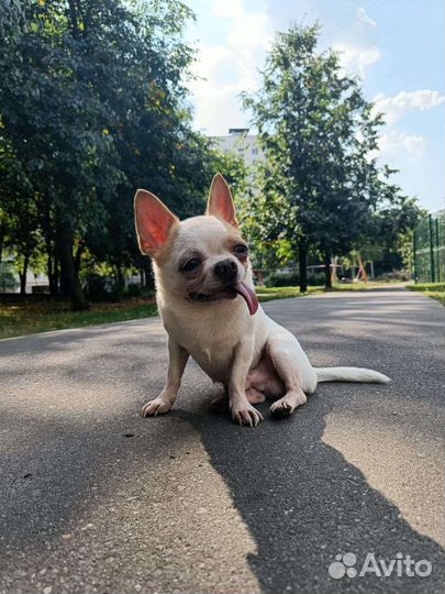 Вязка кабель mini чих