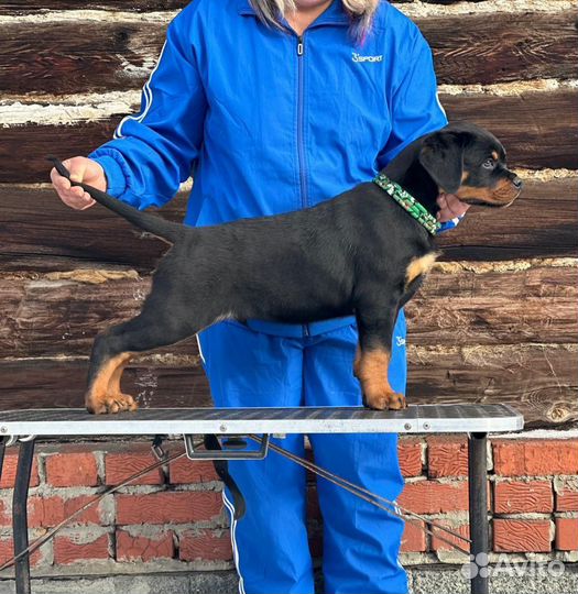 Щенок ротвейлера