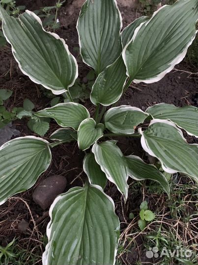 Папирус, хосты, нимфеи, все для сада и водоема