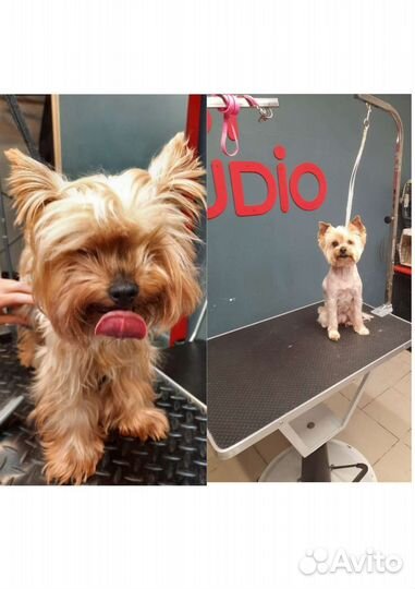 Грумер для вашей собаки