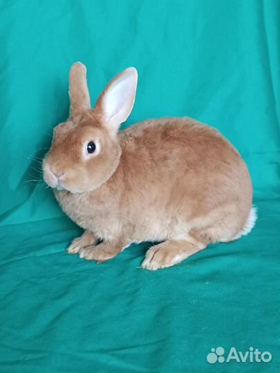 Карликовый рекс, самец