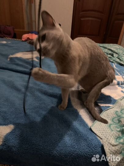 Кошка русская голубая