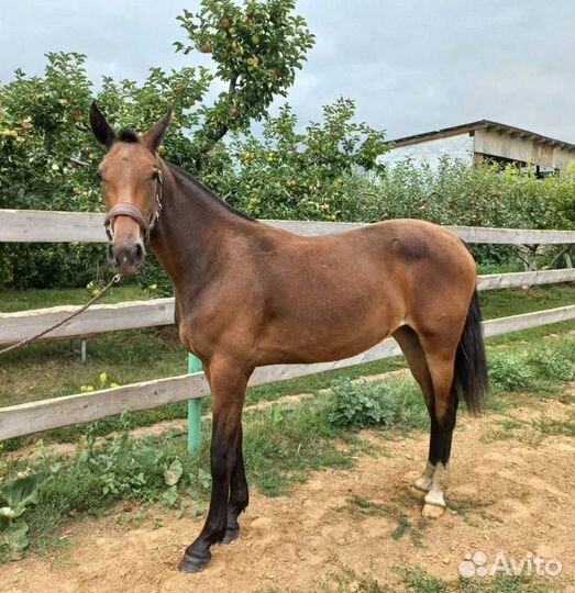 Кобыла 2022 гр, 151 см вх, Русская рысистая