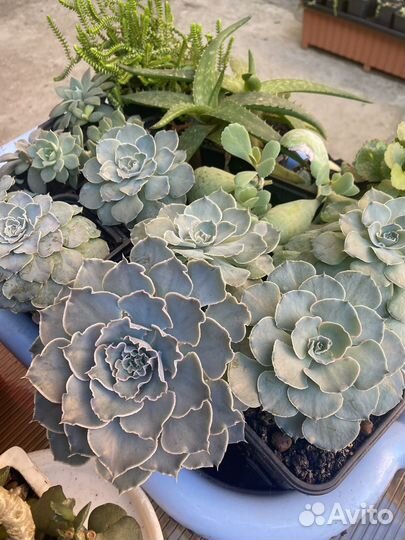 Суккуленты