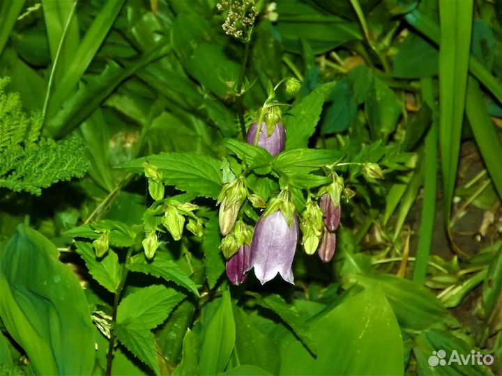 Колокольчик многолетний